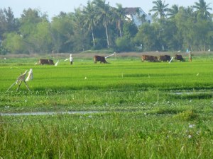 Peaceful and serene rice paddy fields
